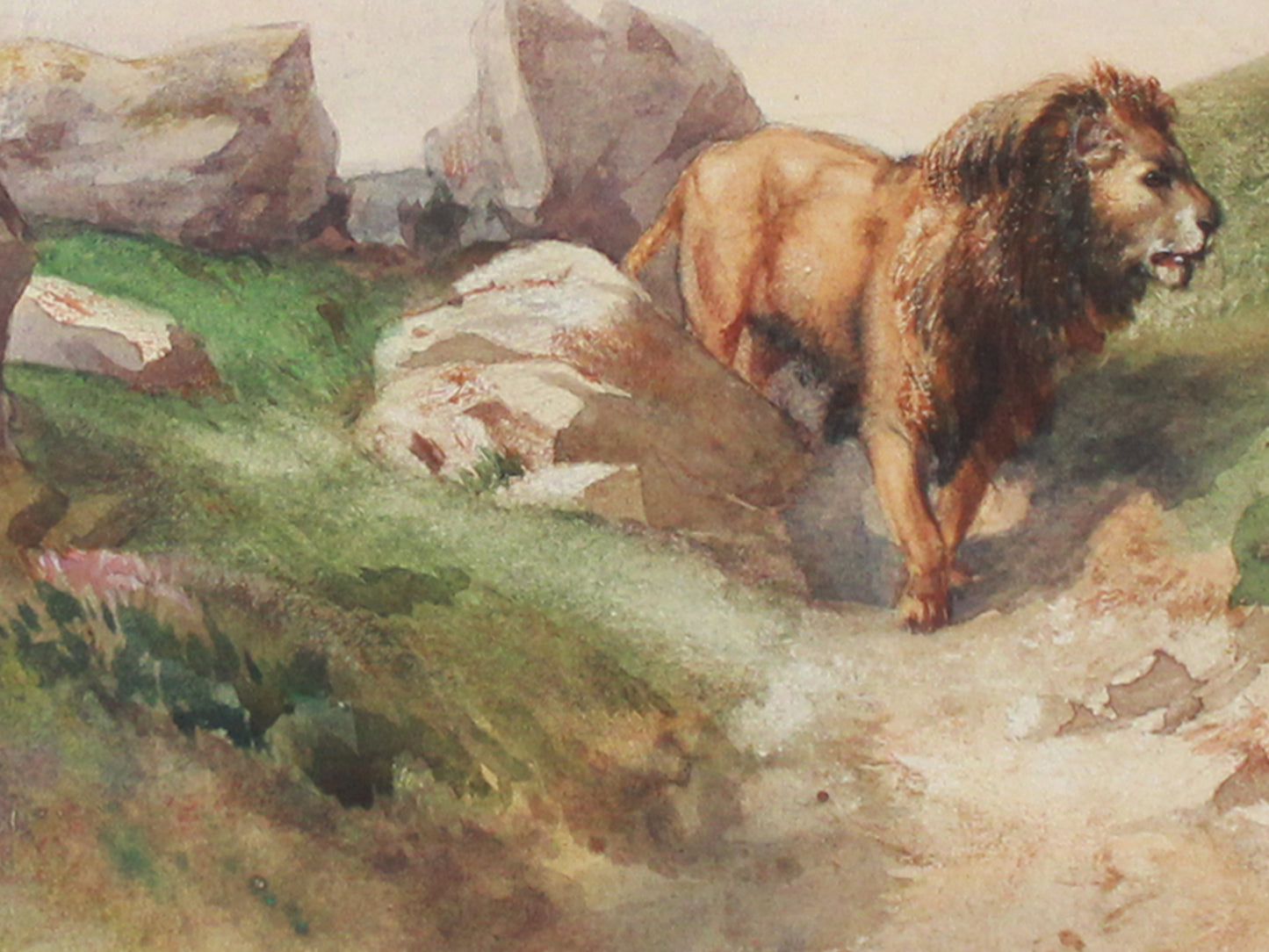 Barbary Lions Watercolour Painting